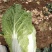 黄心白菜
