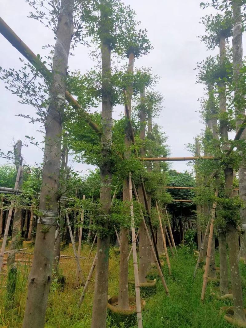 榄仁12...20分，官粉紫荆8...15分