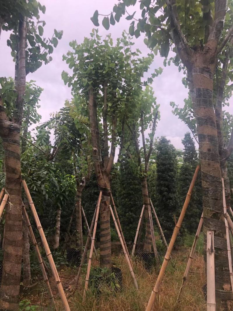 榄仁12...20分，官粉紫荆8...15分