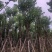 榄仁12...20分，官粉紫荆8...15分