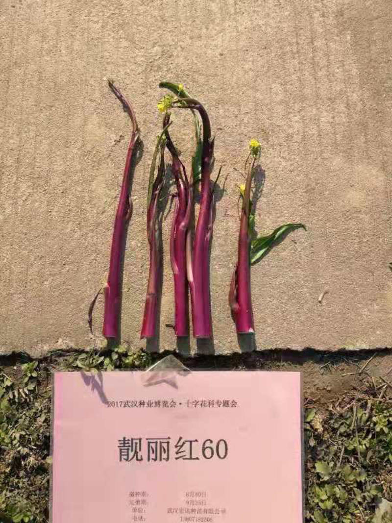 紫红亮丽油菜苔杂交种子、叶小、无蜡粉、味甜、外形美观