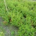 五彩锦带花树盆栽锦带苗别墅庭院耐寒大型风景树五彩锦带树苗