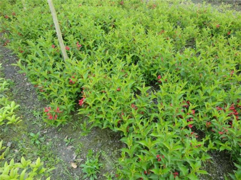 五彩锦带花树盆栽锦带苗别墅庭院耐寒大型风景树五彩锦带树苗