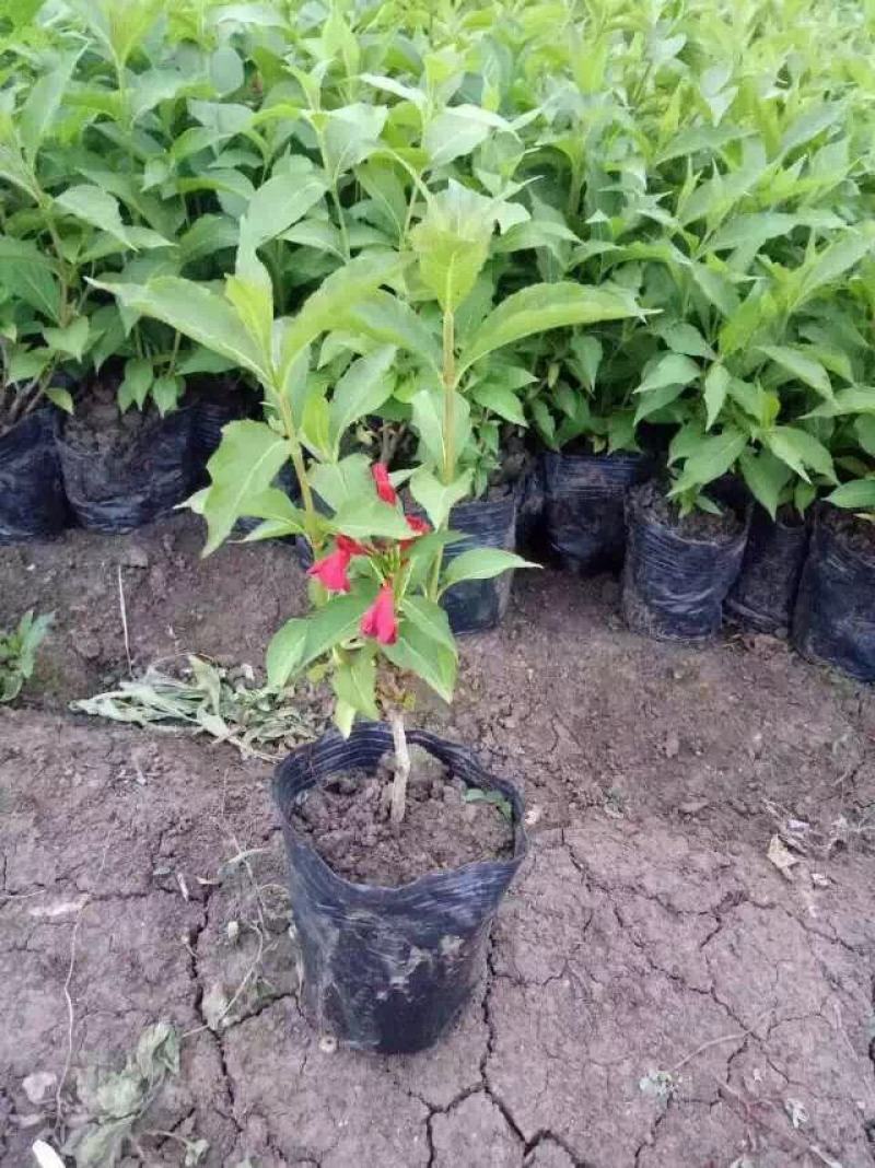 五彩锦带花树盆栽锦带苗别墅庭院耐寒大型风景树五彩锦带树苗