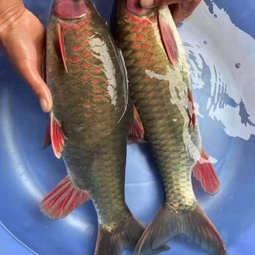 军鱼苗，青竹鲤苗，抗病力强好养良种杂交快大一手货源，。