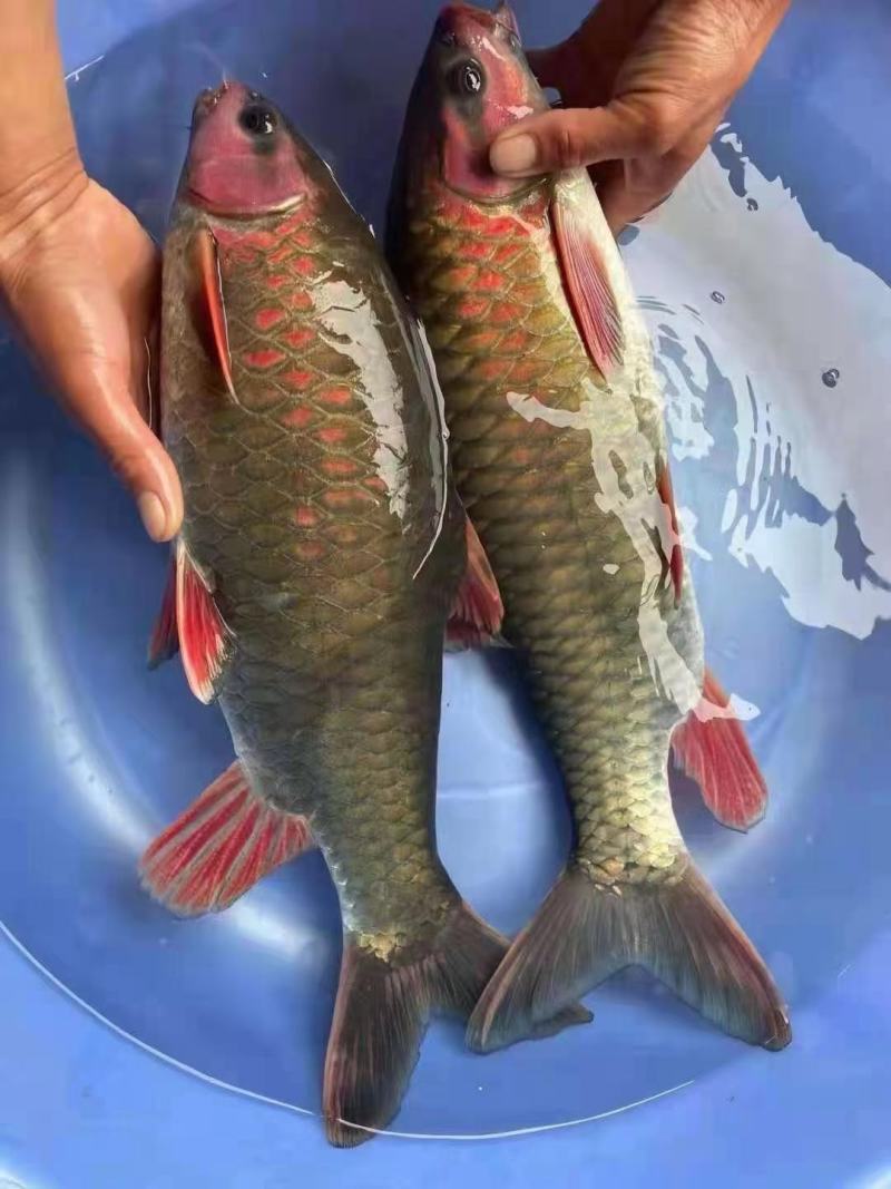 军鱼苗，青竹鲤苗，抗病力强好养良种杂交快大一手货源，。