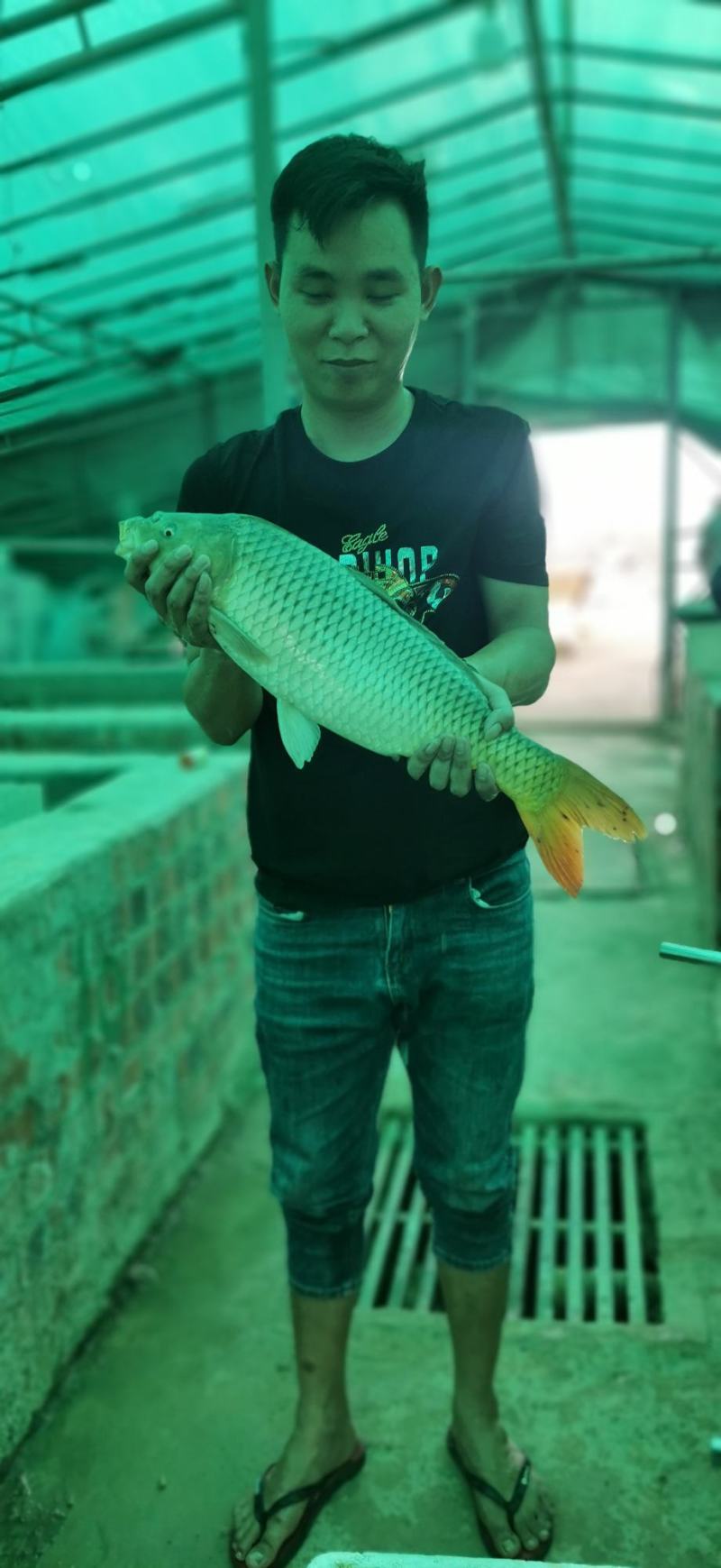 鲤鱼苗，建鲤鱼苗，金背鲤鱼苗，通威鲤鱼苗包技术指导