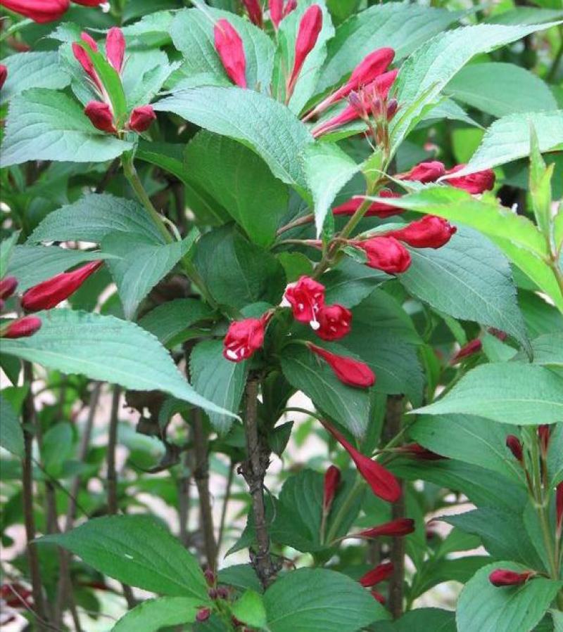 五彩锦带花种子红王子锦带花苗工程园林绿化庭院盆栽盆景