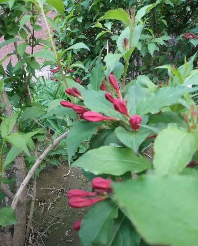 五彩锦带花种子红王子锦带花苗工程园林绿化庭院盆栽盆景