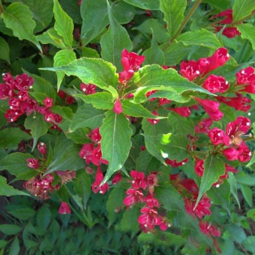 五彩锦带花种子红王子锦带花苗工程园林绿化庭院盆栽盆景