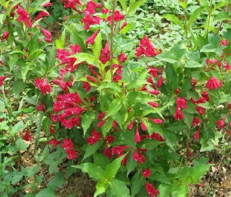 五彩锦带花种子红王子锦带花苗工程园林绿化庭院盆栽盆景
