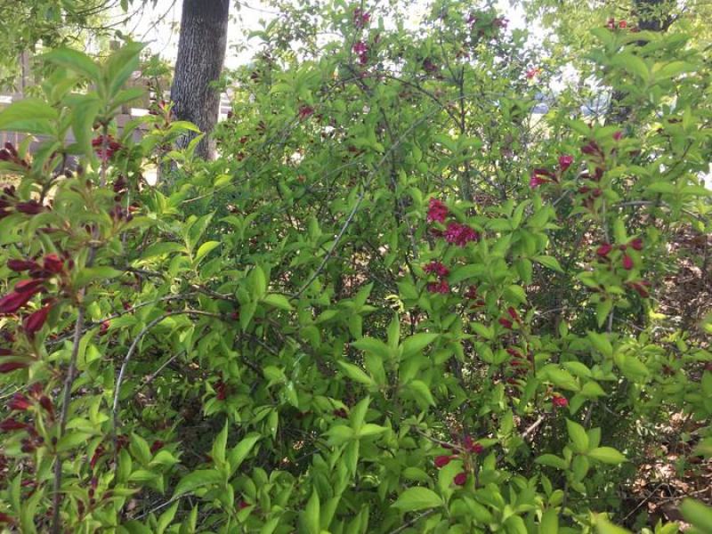 五彩锦带花种子红王子锦带花苗工程园林绿化庭院盆栽盆景