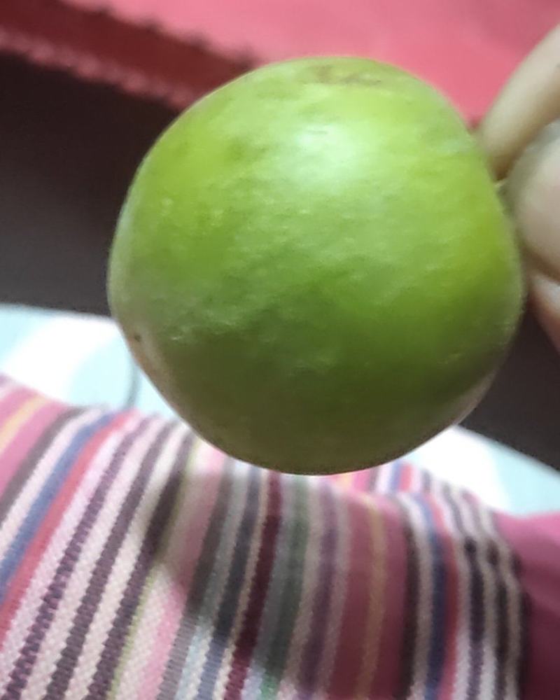 青翠李子，陕西青翠李子价格，青翠李子产地批发价格