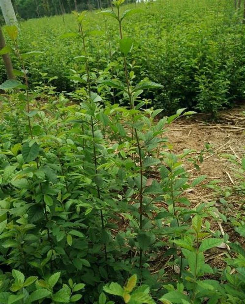 榆树苗小叶榔榆榆树盆景素材苗榆钱树前槐后榆白榆家榆绿化