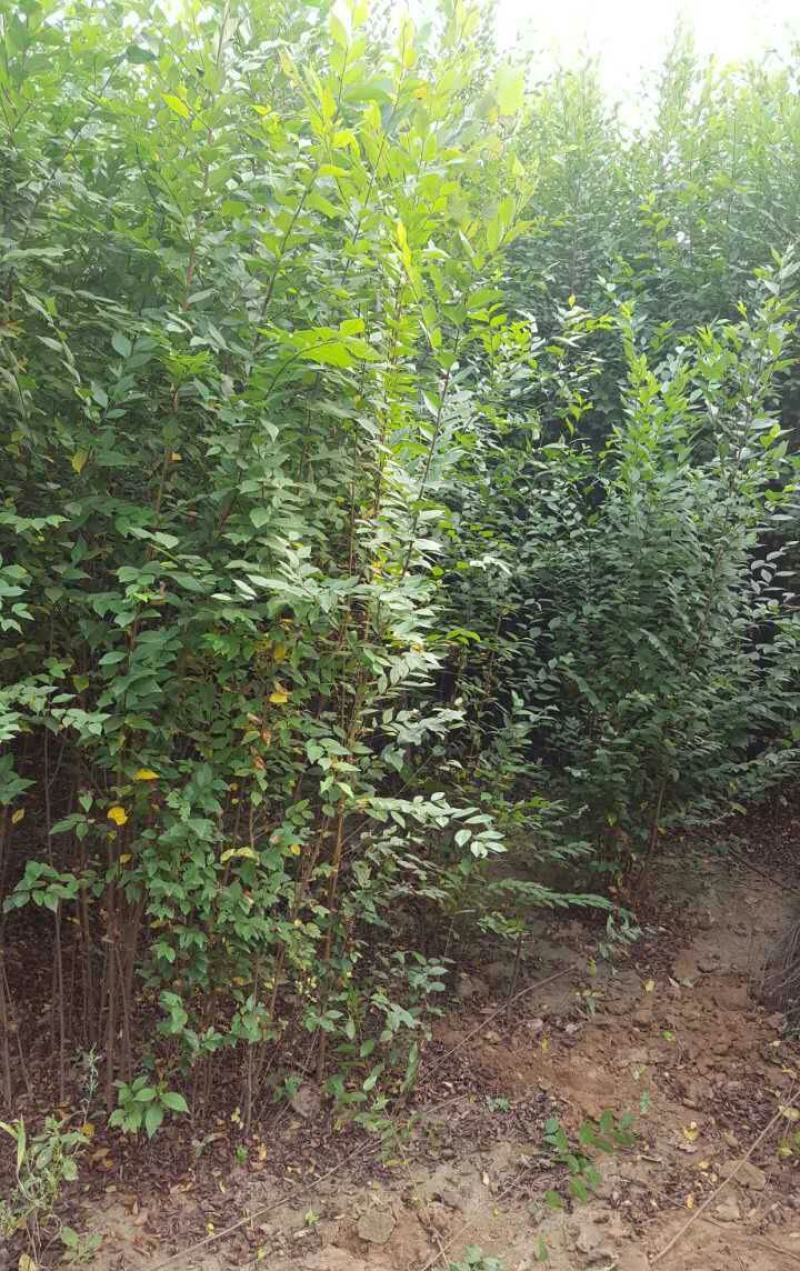 榆树苗小叶榔榆榆树盆景素材苗榆钱树前槐后榆白榆家榆绿化