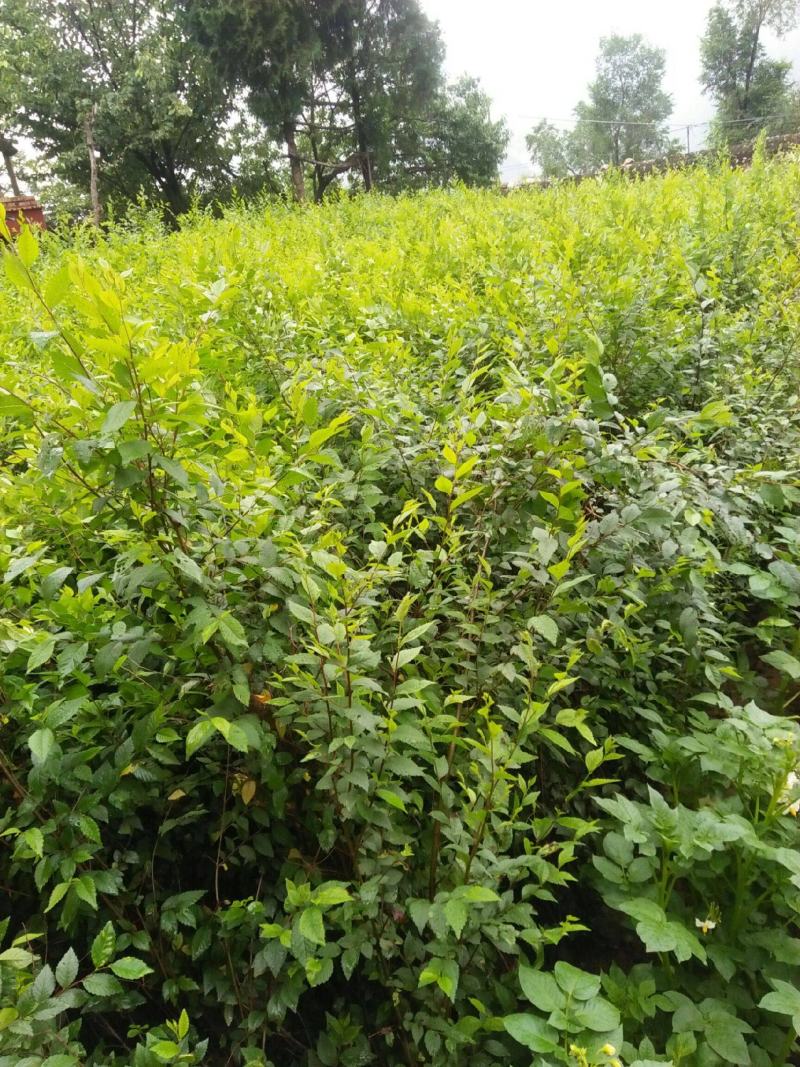 榆树苗小叶榔榆榆树盆景素材苗榆钱树前槐后榆白榆家榆绿化