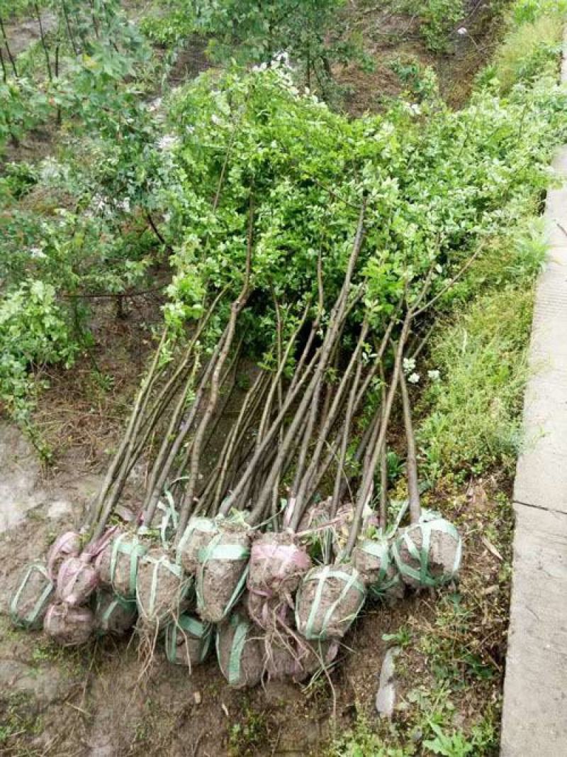 榆树苗小叶榔榆榆树盆景素材苗榆钱树前槐后榆白榆家榆绿化