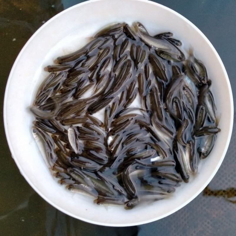 鲮鱼苗大量有货常年供应欢迎全国采购