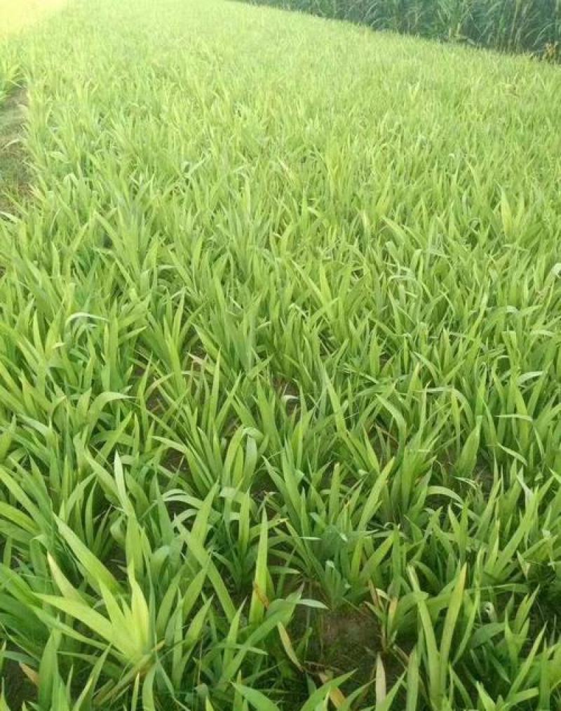 射干花苗射干种籽绿化用苗种植苗中药材种植大量出售