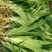 射干花苗射干种籽绿化用苗种植苗中药材种植大量出售
