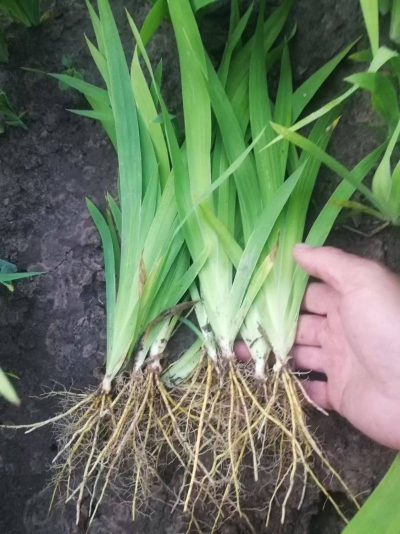 射干花苗射干种籽绿化用苗种植苗中药材种植大量出售