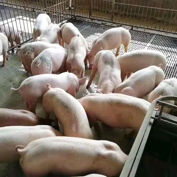 【推荐】猪场常年出售15-50公斤精品三元仔猪欢迎咨询