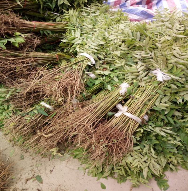 香椿苗四季食用香椿树苗盆栽地栽红油香椿树苗南方北方种植