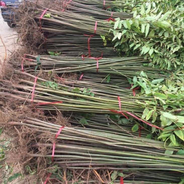 香椿苗四季食用香椿树苗盆栽地栽红油香椿树苗南方北方种植