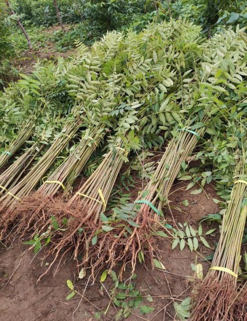 香椿苗四季食用香椿树苗盆栽地栽红油香椿树苗南方北方种植