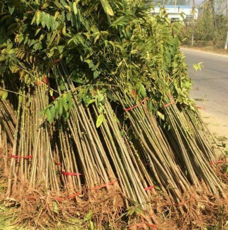 香椿苗四季食用香椿树苗盆栽地栽红油香椿树苗南方北方种植