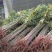 香椿苗四季食用香椿树苗盆栽地栽红油香椿树苗南方北方种植