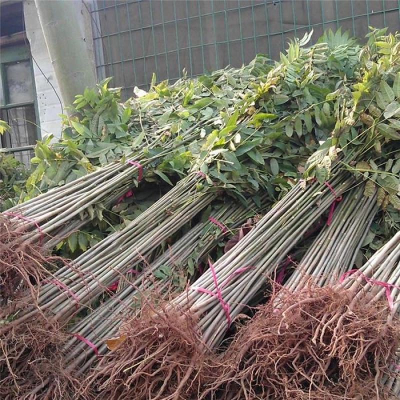 香椿苗四季食用香椿树苗盆栽地栽红油香椿树苗南方北方种植