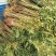香椿苗四季食用香椿树苗盆栽地栽红油香椿树苗南方北方种植
