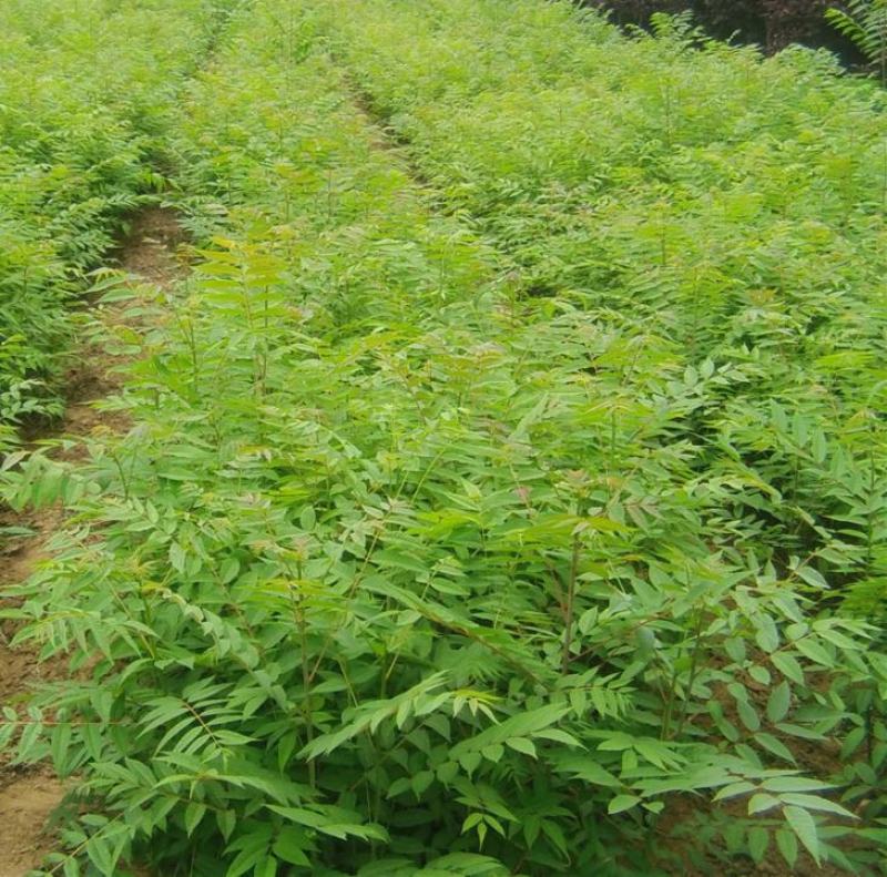 香椿苗四季食用香椿树苗盆栽地栽红油香椿树苗南方北方种植