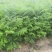 香椿苗四季食用香椿树苗盆栽地栽红油香椿树苗南方北方种植