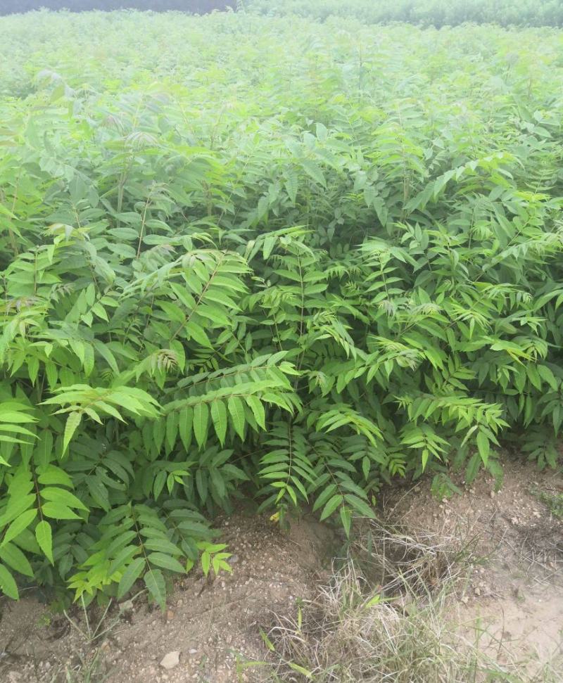 香椿苗四季食用香椿树苗盆栽地栽红油香椿树苗南方北方种植