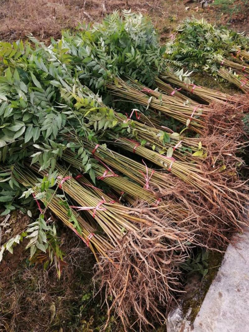 香椿苗四季食用香椿树苗盆栽地栽红油香椿树苗南方北方种植
