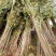 香椿苗四季食用香椿树苗盆栽地栽红油香椿树苗南方北方种植