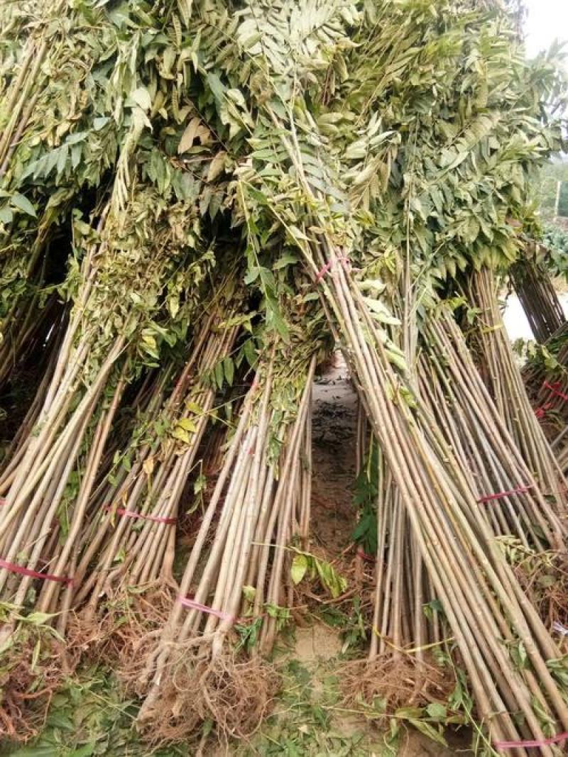 香椿苗四季食用香椿树苗盆栽地栽红油香椿树苗南方北方种植