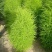 扫帚苗绿叶地肤草野菜纯野生四季蔬菜紫苏叶马齿苋种植