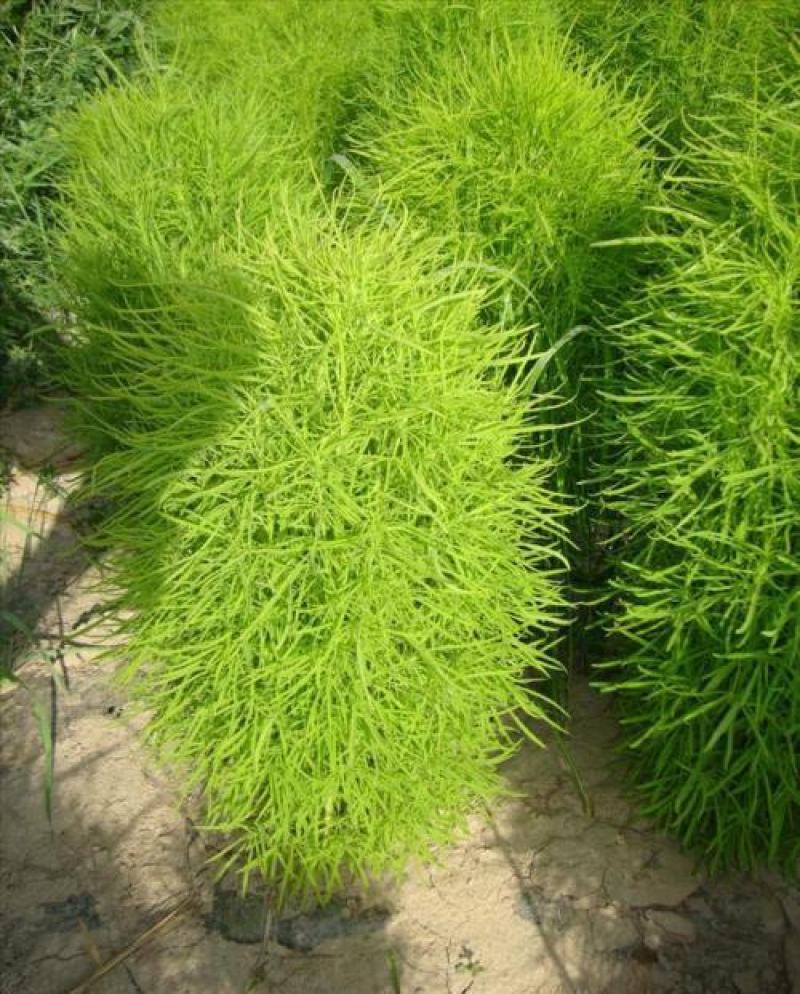 扫帚苗绿叶地肤草野菜纯野生四季蔬菜紫苏叶马齿苋种植