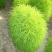 扫帚苗绿叶地肤草野菜纯野生四季蔬菜紫苏叶马齿苋种植