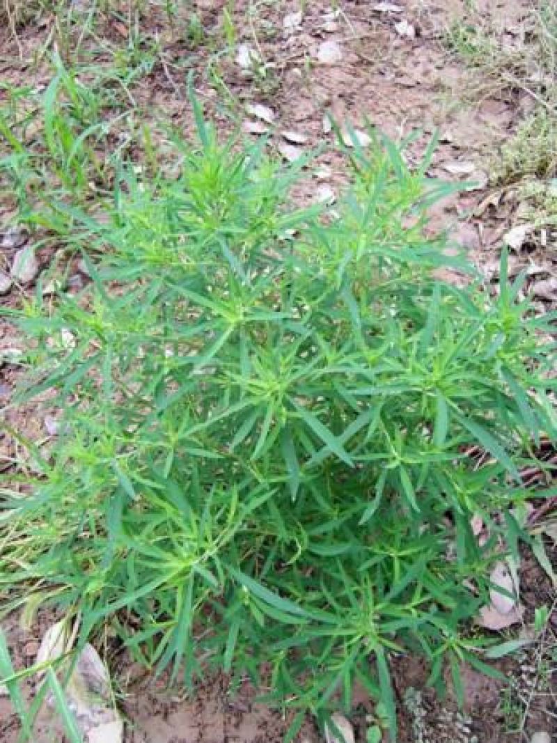 扫帚苗绿叶地肤草野菜纯野生四季蔬菜紫苏叶马齿苋种植