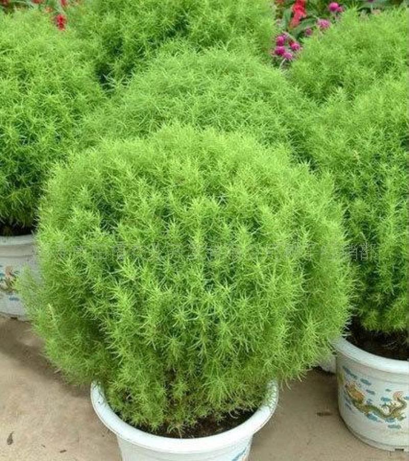 扫帚苗绿叶地肤草野菜纯野生四季蔬菜紫苏叶马齿苋种植