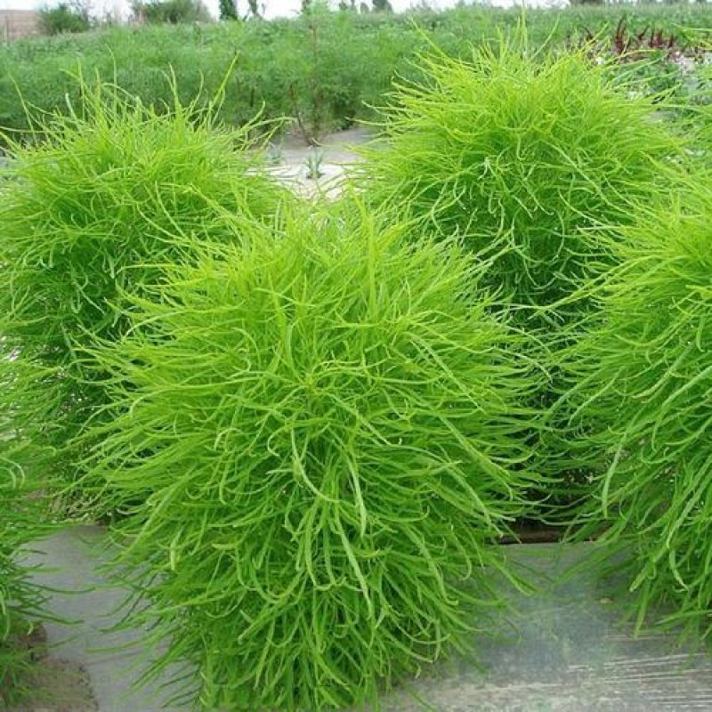 扫帚苗绿叶地肤草野菜纯野生四季蔬菜紫苏叶马齿苋种植