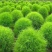 扫帚苗绿叶地肤草野菜纯野生四季蔬菜紫苏叶马齿苋种植