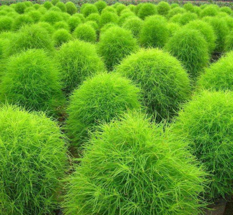 扫帚苗绿叶地肤草野菜纯野生四季蔬菜紫苏叶马齿苋种植