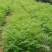 扫帚苗绿叶地肤草野菜纯野生四季蔬菜紫苏叶马齿苋种植