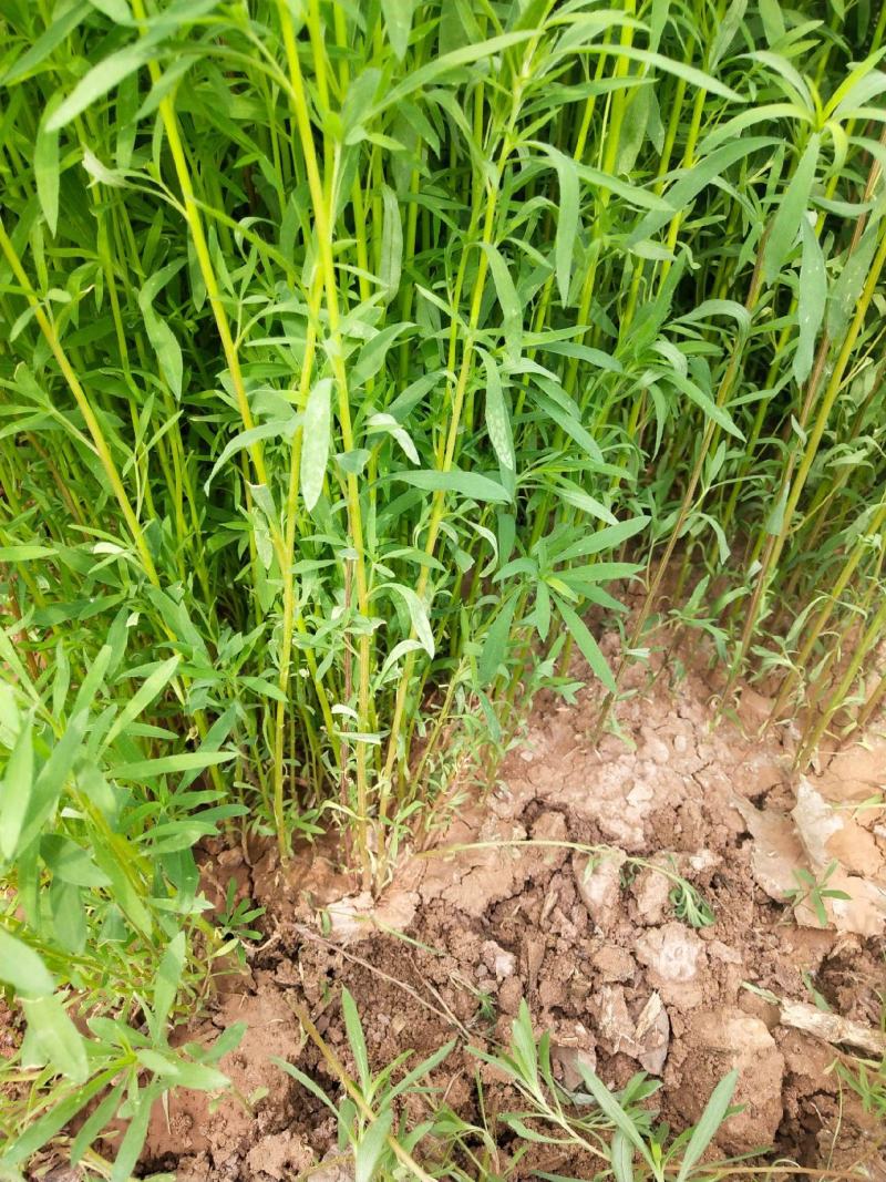 扫帚苗绿叶地肤草野菜纯野生四季蔬菜紫苏叶马齿苋种植