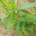 扫帚苗绿叶地肤草野菜纯野生四季蔬菜紫苏叶马齿苋种植